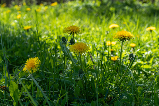 Yellow field of dandelions on the green grass. Young seedlings with green leaves. An agricultural tractor drives along an asphalt road. Sunny warm May day. Latvia