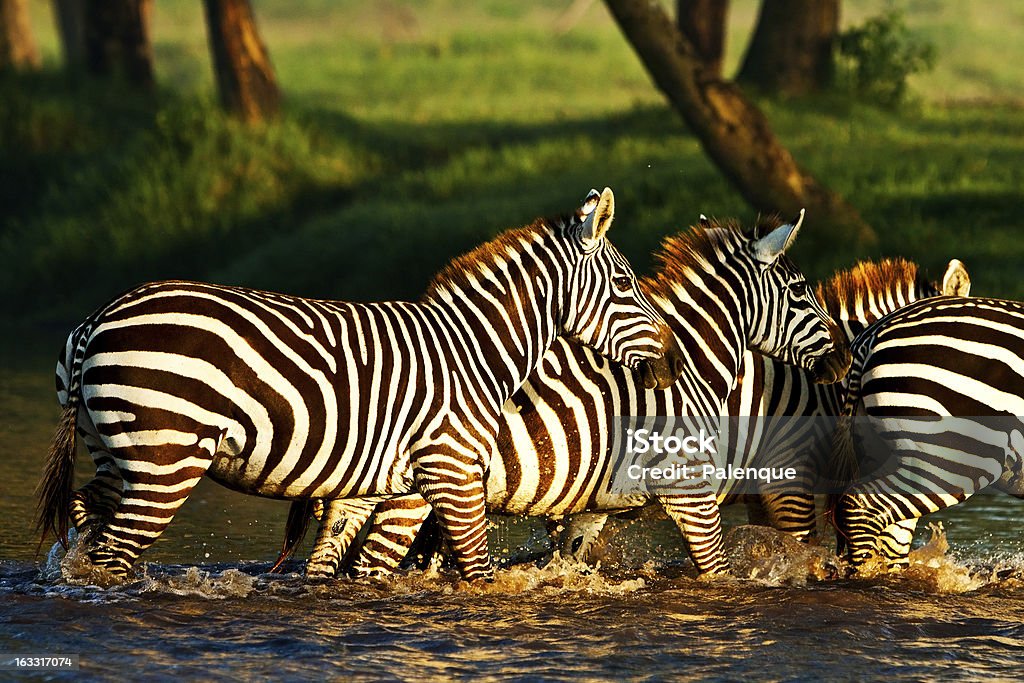 Zebras w Park Narodowy Jeziora Nakuru, Kenia - Zbiór zdjęć royalty-free (Afryka)