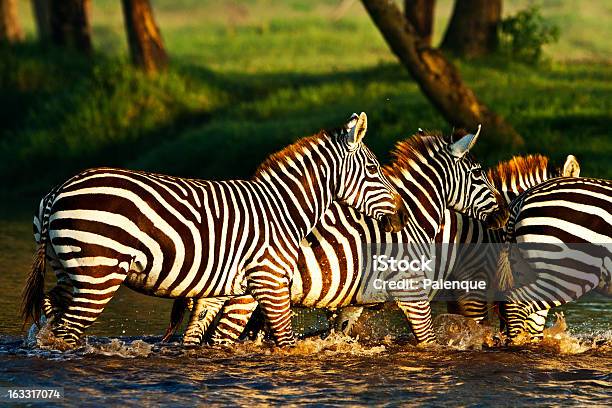 Zebras W Park Narodowy Jeziora Nakuru Kenia - zdjęcia stockowe i więcej obrazów Afryka - Afryka, Dzikie zwierzęta, Fotografika