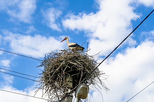 Photography on theme beautiful wing stork in wooden stick nest on street lamp, photo consisting of small stork to nest by street lamp outdoor in rural, joy leggy bird stork at nest on tall street lamp