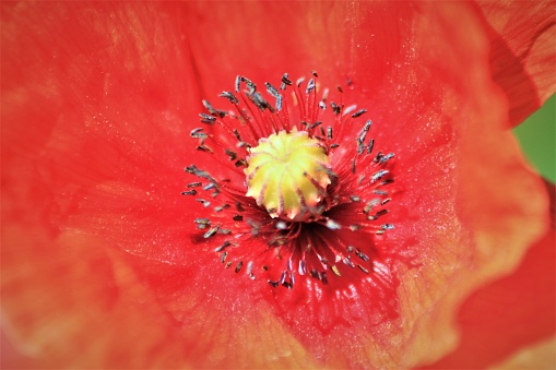 Macro top/side view from directly above of a single yellow/pink/purple peony flower head, with sharp details of pistils (stigma) and stamen (anther)
