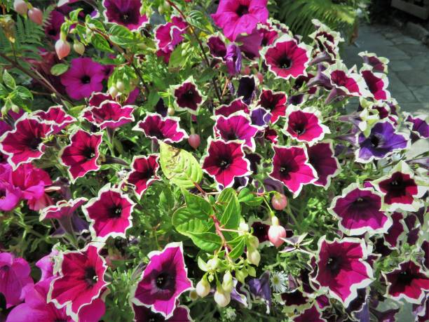 istock Dark pink, white and purple Petunias 1633181495