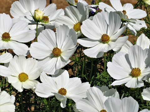 Beautiful white Garden Cosmos (Cosmos Bipinnatus) in full bloom