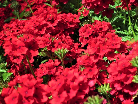 Bright Red Garden Verbena (Verbena Hybrida) in full bloom with bright green foliage in the background