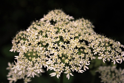 White flowering Cows Parsley in front of a dark green background