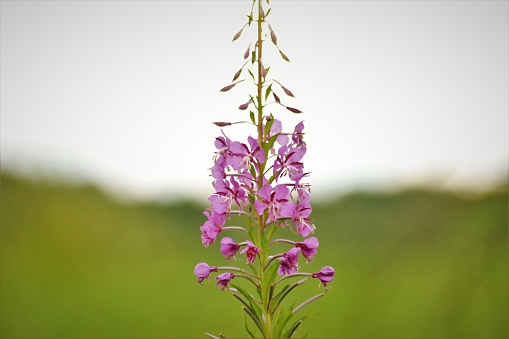 A Beautiful Rosebay Willowherb Fireweed (Chamaenerion Angustifolium) in bloom with a green and white horizon in the background