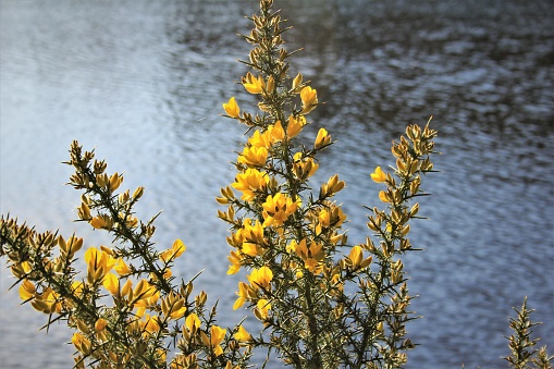 Common Gorse (Ulex Europaeus) with water reflections in the background