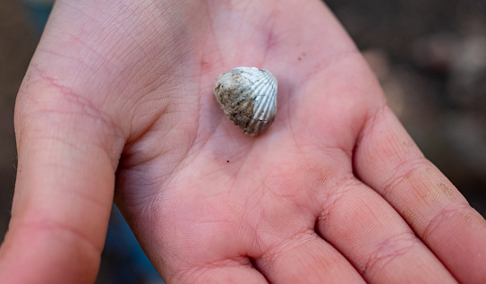 A petrified shell found in the mountains, in a child's hand