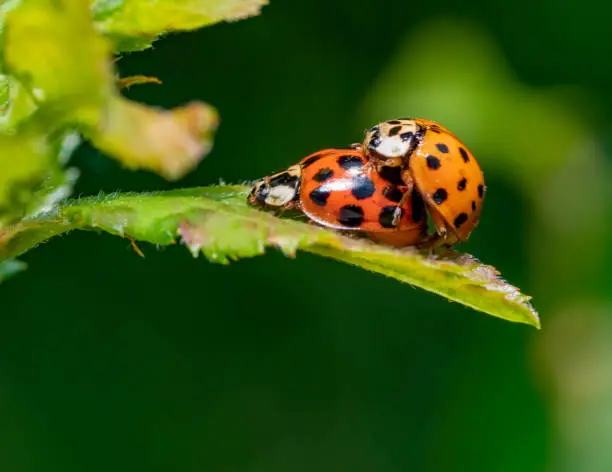 Macro shot showing two mating ladybugs on a green leaf