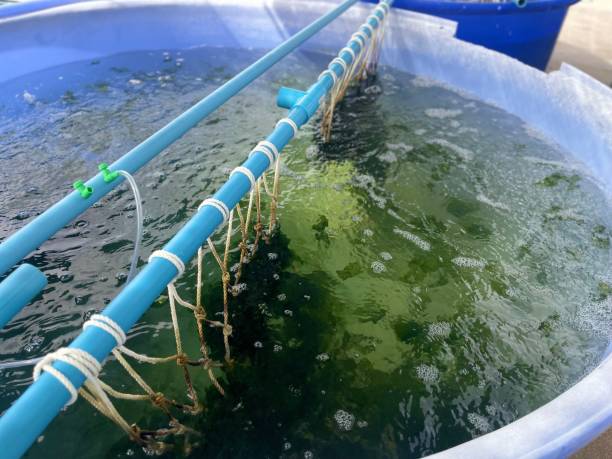 istock Seaweed , Sea lettuce 1633201609