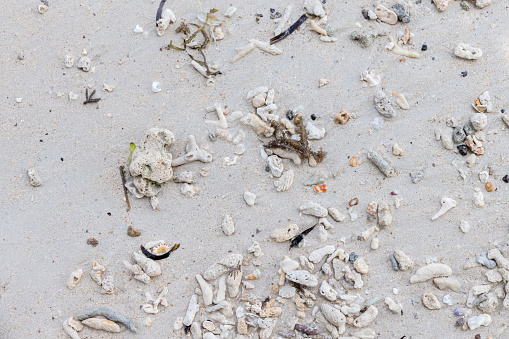 Wet white sand with coral and shells fragments, natural background photo texture. Seychelles