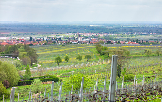 Scenery around Sankt Martin, a municipality in the Southern Wine Route area in Rhineland-Palatinate in Germany