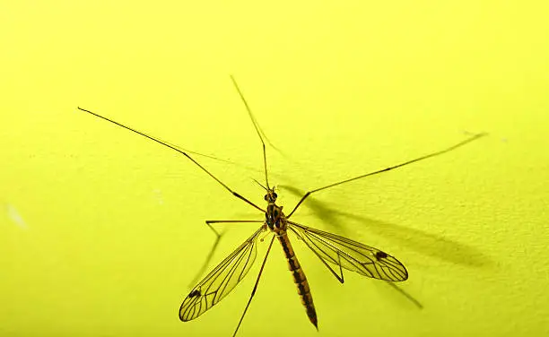 daddy long legs, mosquito nephrotoma scalaris yellow background