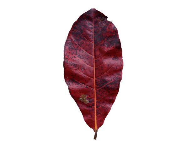 Terminaia Red Tree 100+ Dry Terminalia Catappa Leaf Stock Photos, Pictures & Royalty-Free ...