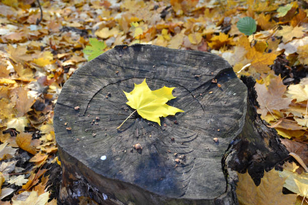 istock yellow and dry maple leaf isolated on the tree stump copy space 1633245131