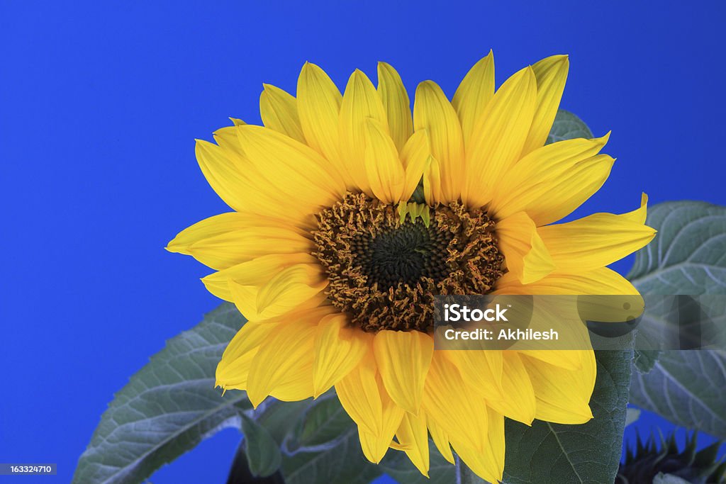 Frische Sonnenblume mit blauer Himmel Hintergrund - Lizenzfrei Baumblüte Stock-Foto