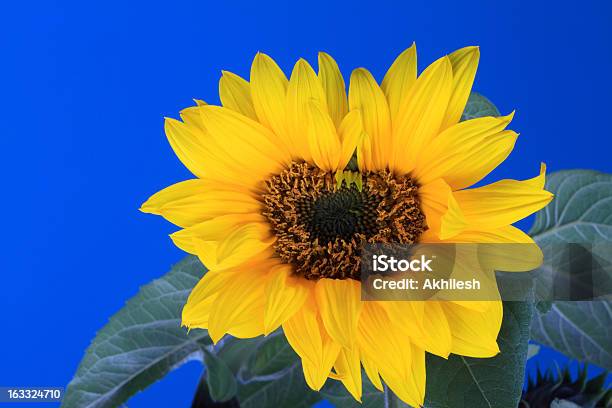 Frescos Girassol Com Céu Azul De Fundo - Fotografias de stock e mais imagens de Amarelo - Amarelo, Azul, Cor Viva