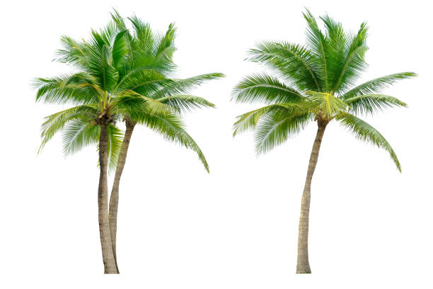 palma da cocco. - perennial leaf fruit tropical fruit foto e immagini stock