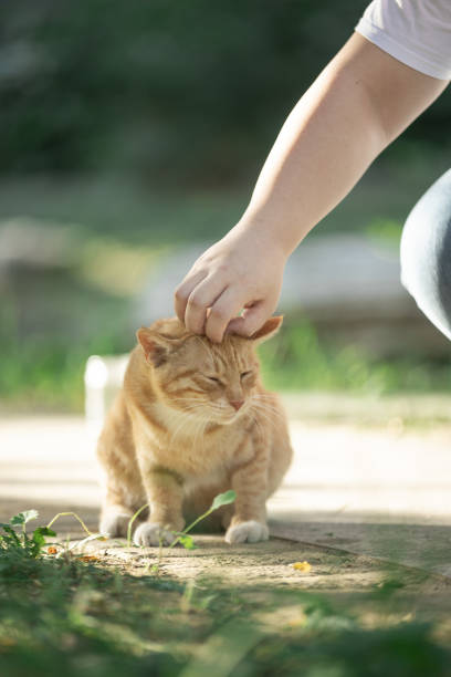 Someone petting a street kitten