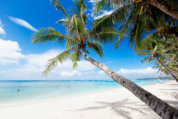 tropical white sand beach tropical white sand beach with coconut trees and turquoise waters on boracay island, the philippines. boracay photos stock pictures, royalty-free photos & images