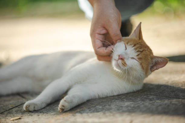 Someone petting a street kitten