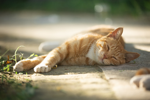 natural photos of cute orange cats who like to play and lie down