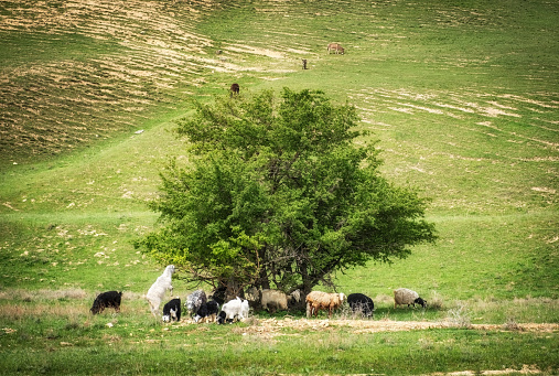 a herd of goats and sheep graze in the shade of a tree in the spring mountains, a goat eats leaves from a tree