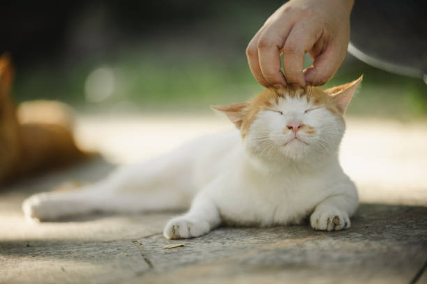 istock Someone petting a street kitten 1633284595