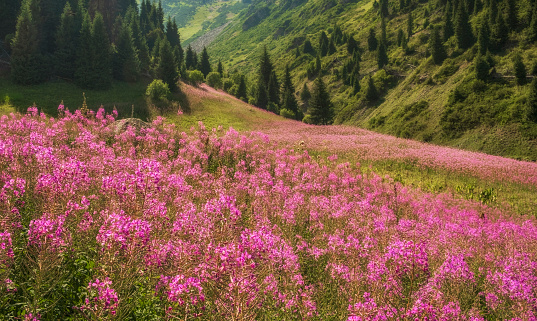 Beautiful flowers Ivan Chai or Kiprey fireweed in mountains at sunset