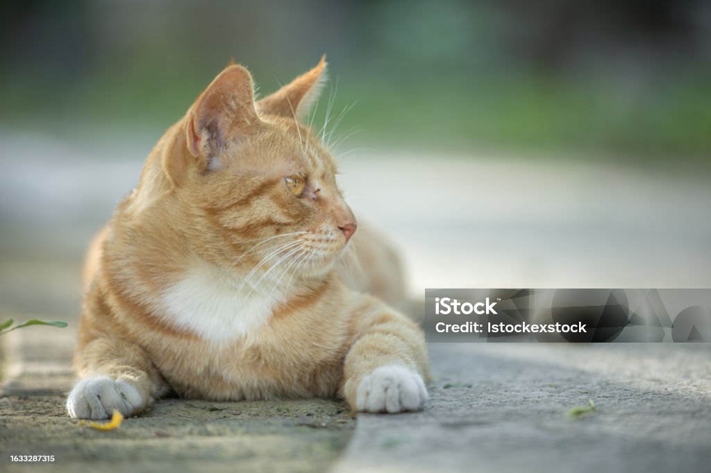A young stray cat stares out Animal Body Part Stock Photo