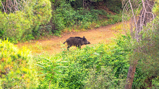 Wild boar in the forest.