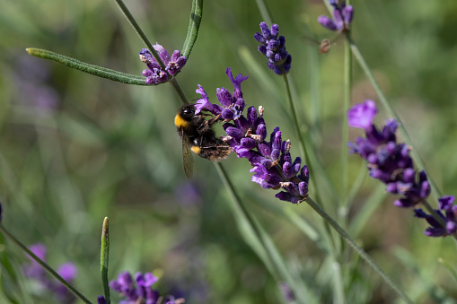 White Tailed Bumble Bee feeding on nectar from a lavender flower in summer, England, United Kingdom