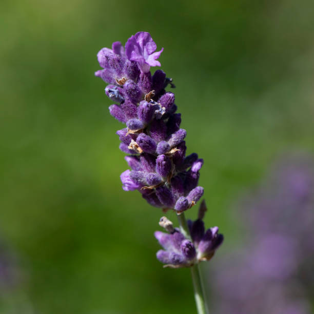 Lavender flower in summer, England, United Kingdom