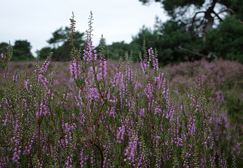 Buddleja alternifolia is blooming in summer.