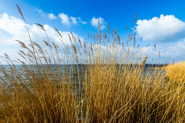 reed grass with clear blue sky  at the backwater sea in Usedom
