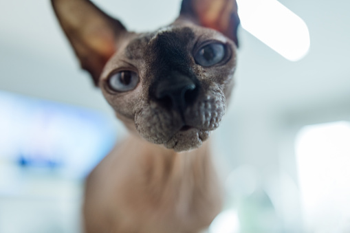A close-up of a Sphynx cat in a home in Gateshead, North East England and it is looking at the camera curiously.