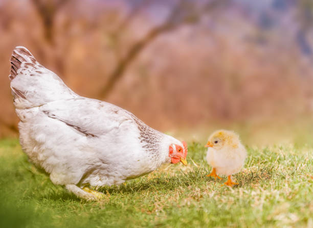 White Hen & Yellow Chick on a Meadow