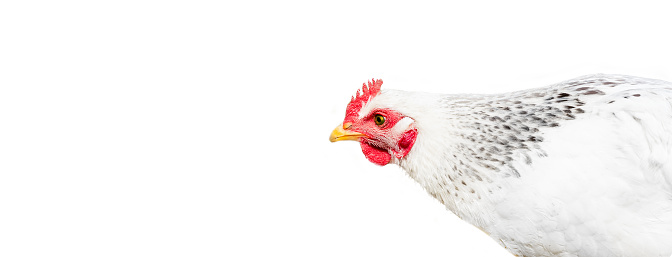 Colorful free range male rooster isolated on white background with clipping path