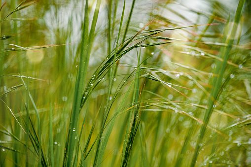 Close-up of water drops on green grass. Abstract natural background.