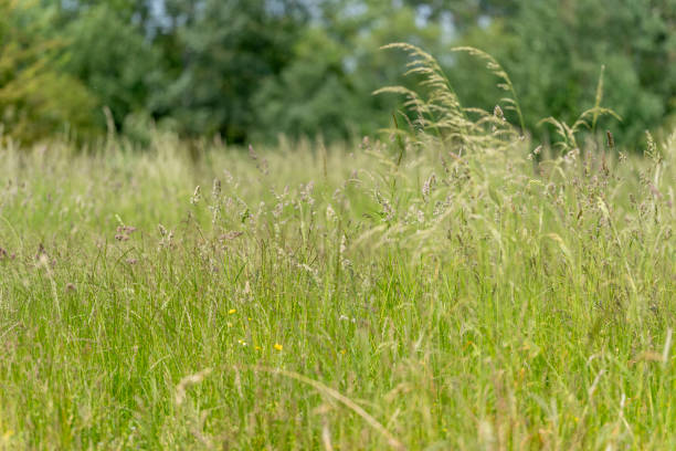 istock Meadow of long grass to encourage wildlife 1633408010