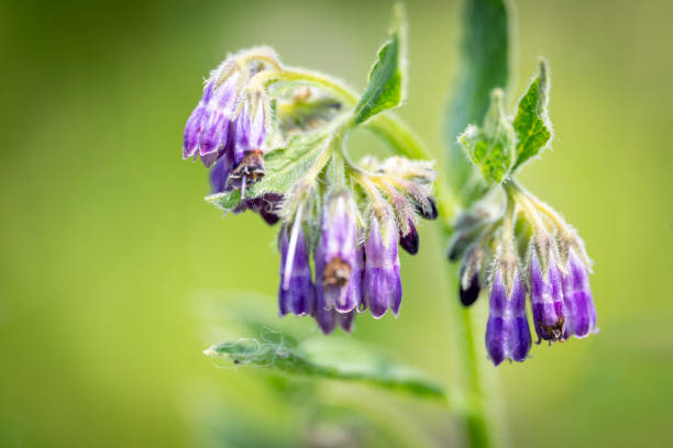 Borage flowers in a wildflower meadow.