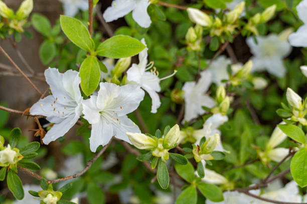istock White azalea flowers in full bloom. Selective focus. Floral background and wallpaper. 1633408639