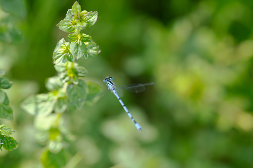 Wild plants against a green background and a male common blue damsel fly flying around it.