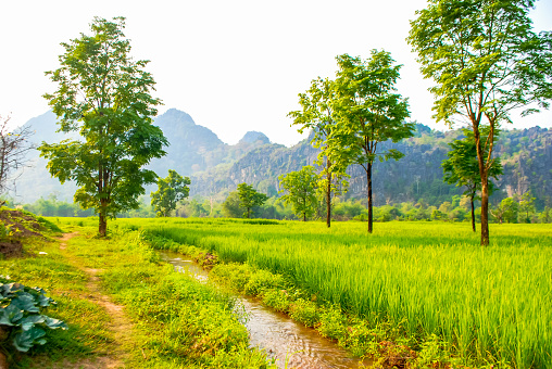Rice field in Lao PDR