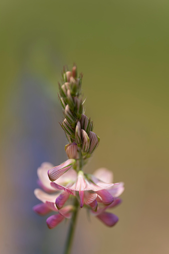 Close up of pink geranium in garden
