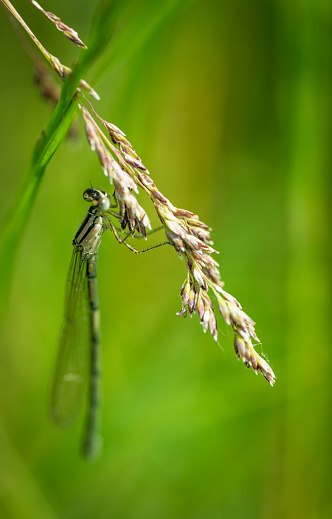 Wild grasses against a green background and a female common blue damsel fly hanging from it.