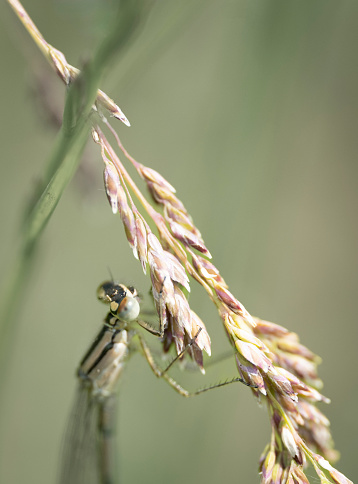 Wild grasses against a green background and a female common blue damsel fly hanging from it.