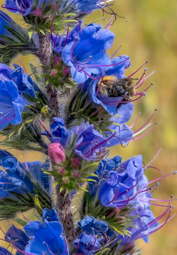 Bugle wildflower with a bumble bee in one of the florets.