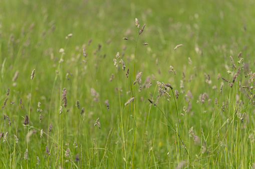 Meadow of long grass to encourage wildlife in Huntingdon, Cambridgeshire.