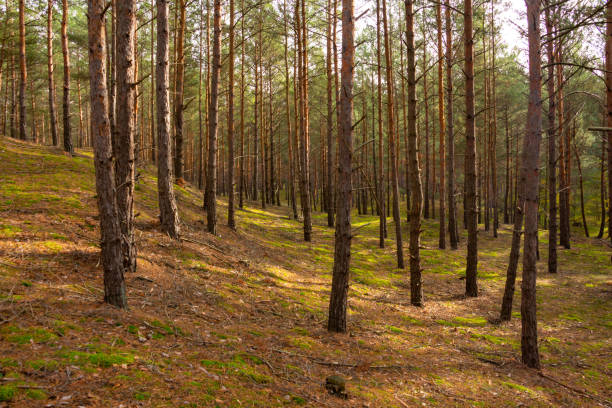 istock Beautiful autumn forest, old pine trees in the sun, fall 1633428580